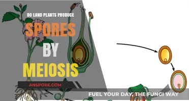 Do Land Plants Produce Spores Through Meiosis? Unraveling the Process