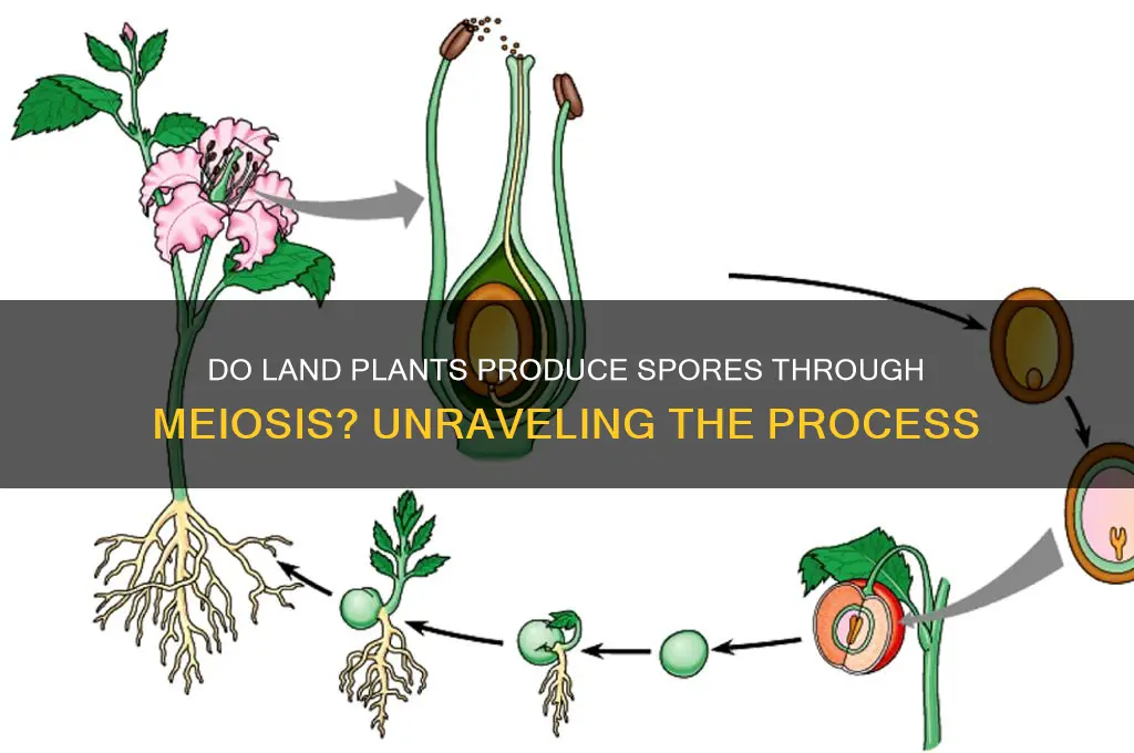 do land plants produce spores by meiosis
