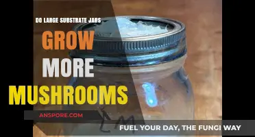 Maximizing Mushroom Yields: The Impact of Large Substrate Jars