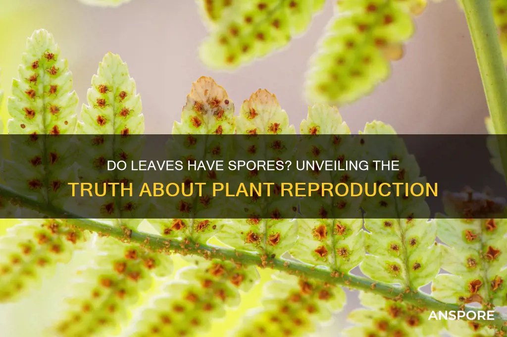do leaves have spores