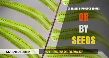 Leaves: Spores or Seeds? Unraveling Plant Reproduction Methods