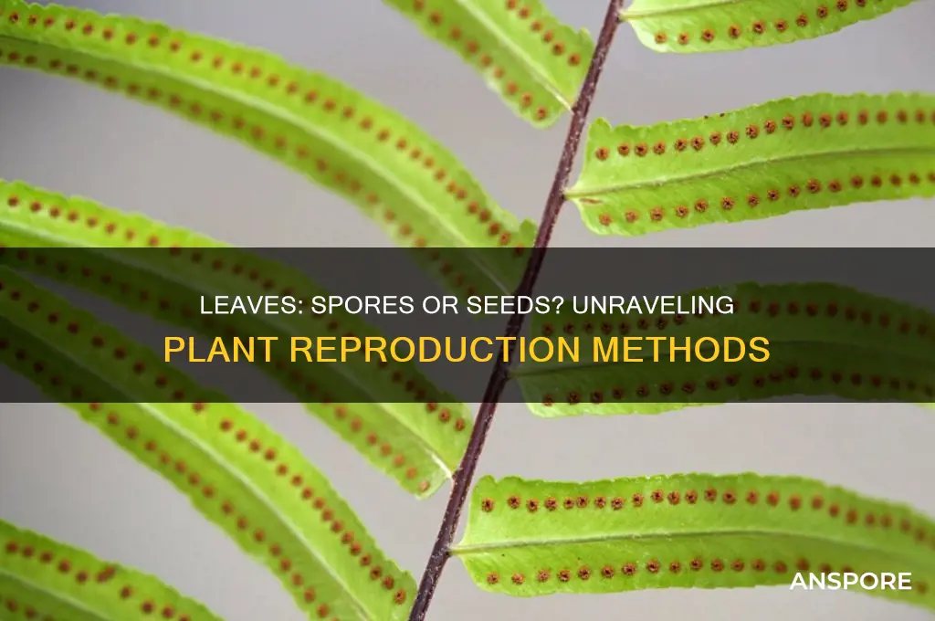 do leaves reproduce spores or by seeds