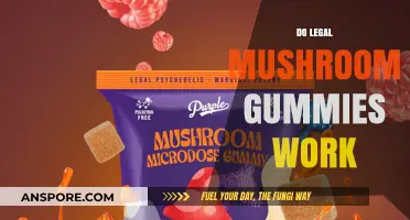 Do Legal Mushroom Gummies Deliver Real Benefits? A Comprehensive Review