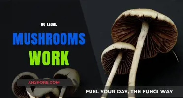 Do Legal Mushrooms Work? Exploring Their Benefits and Effectiveness