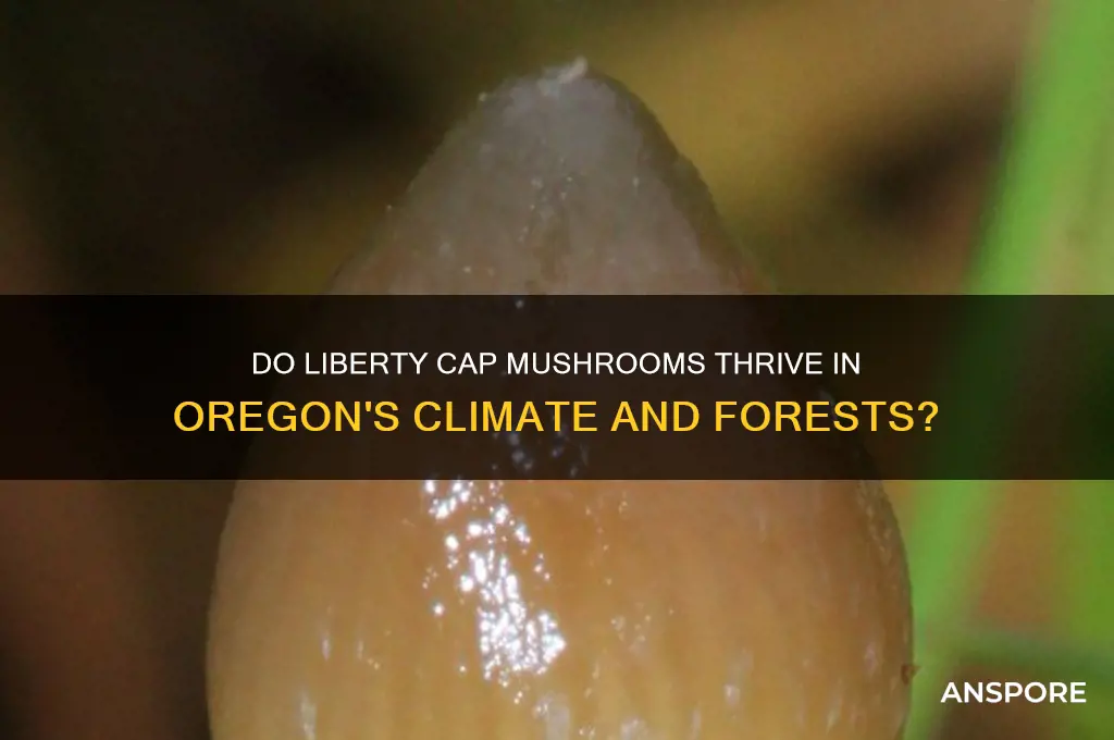do liberty cap mushrooms grow in oregon