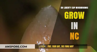 Liberty Cap Mushrooms in NC: Do They Grow in North Carolina?