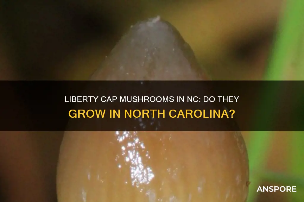 do liberty csp mushrooms grow in nc