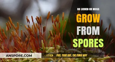 Lichen vs. Moss: Unraveling the Mystery of Spore-Based Growth