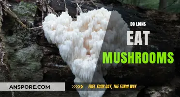 Do Lions Eat Mushrooms? Exploring the Carnivore's Dietary Habits