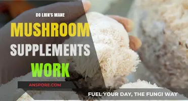 Lion's Mane Mushroom Supplements: Effective Brain Boost or Hype?