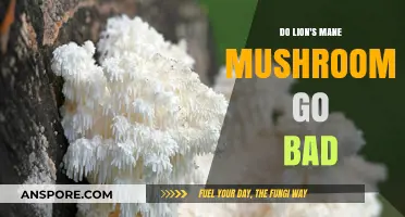 Do Lion's Mane Mushrooms Expire? Shelf Life and Storage Tips