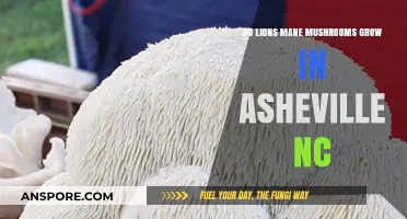 Lions Mane Mushrooms in Asheville NC: Do They Thrive Here?