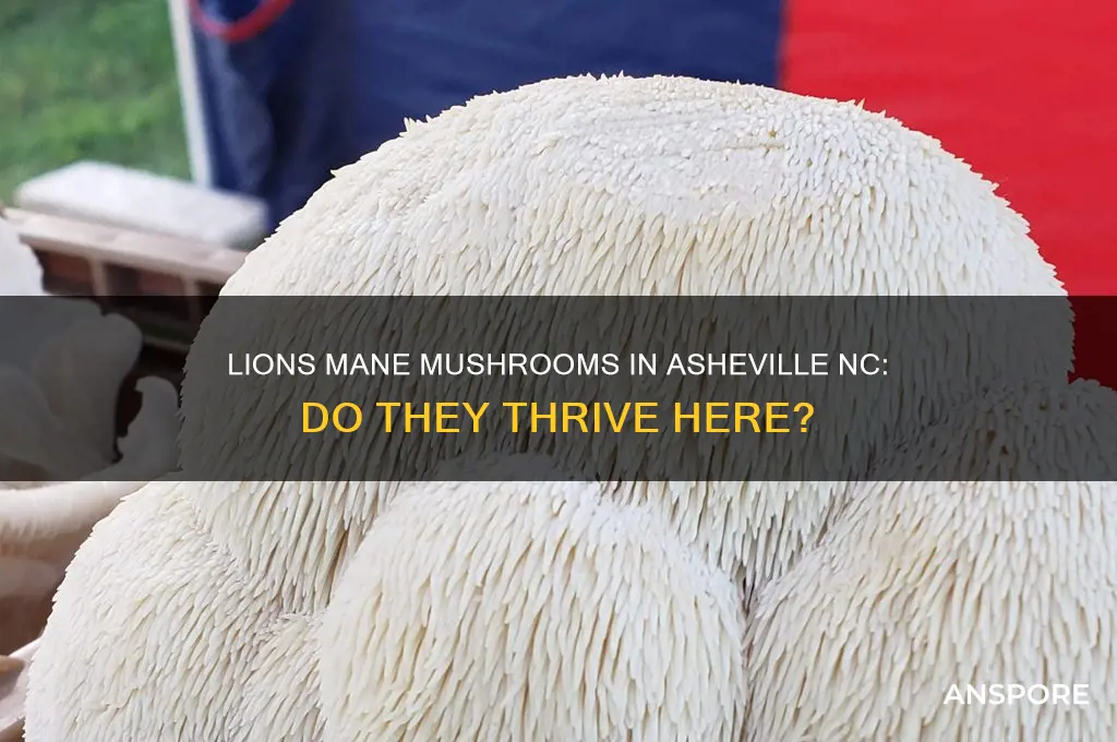 do lions mane mushrooms grow in asheville nc