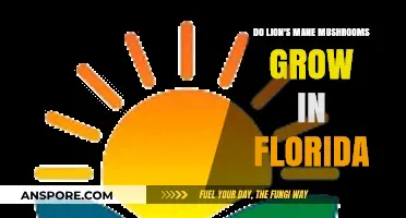 Can Lion's Mane Mushrooms Thrive in Florida's Climate and Environment?