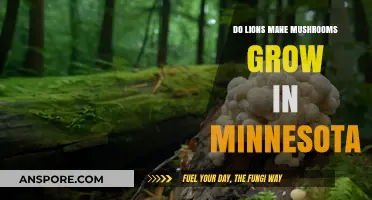 Can Lions Mane Mushrooms Thrive in Minnesota's Climate and Forests?