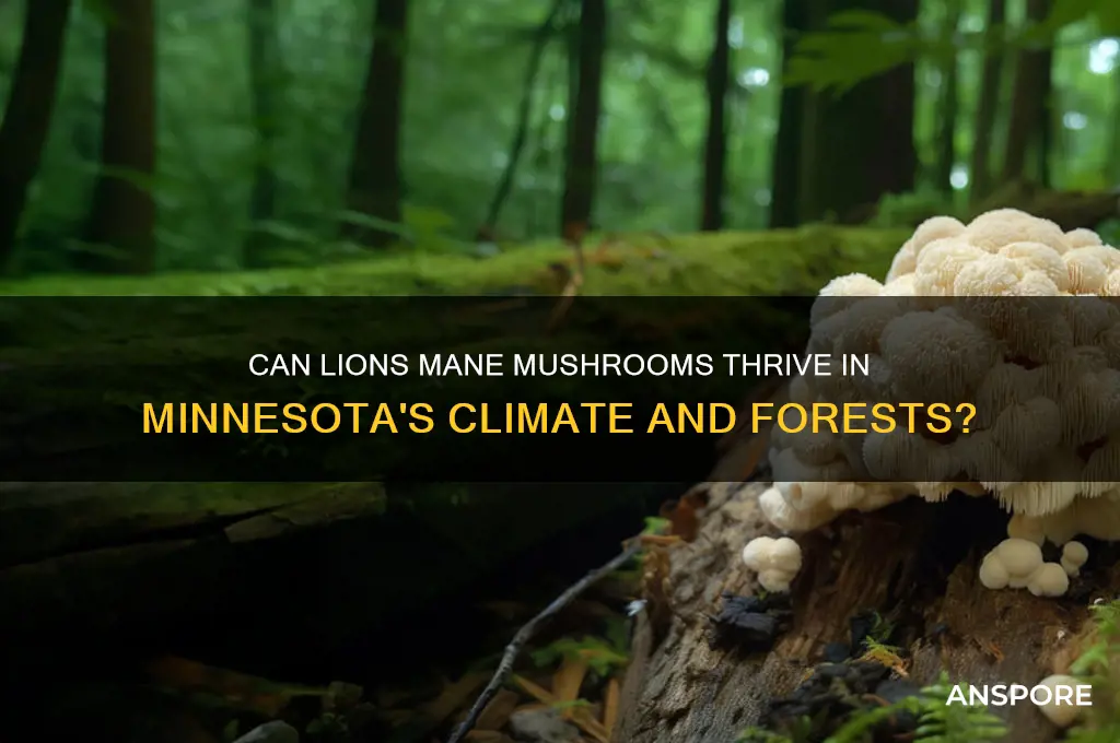 do lions mane mushrooms grow in minnesota