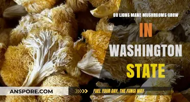 Do Lions Mane Mushrooms Thrive in Washington State's Forests?