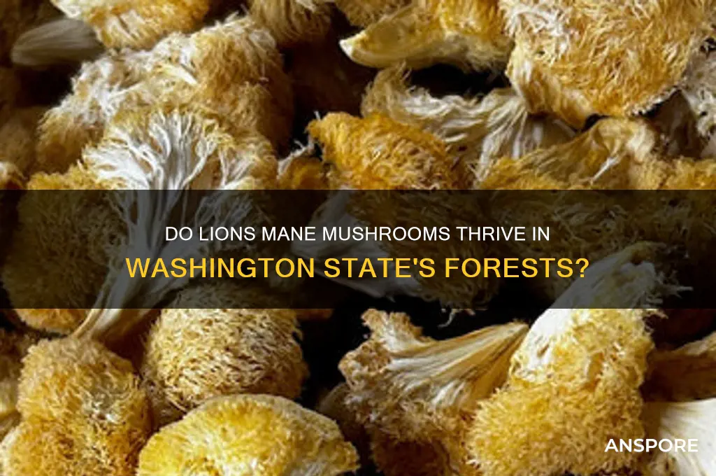 do lions mane mushrooms grow in washington state