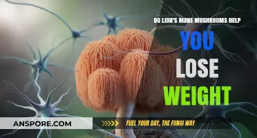 Lion's Mane Mushrooms and Weight Loss: Fact or Fiction?