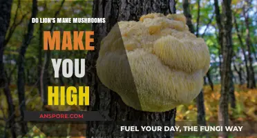Lion's Mane Mushrooms: Do They Induce a High or Stay Sober?