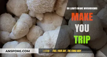 Lion's Mane Mushrooms: Do They Induce Psychedelic Trips or Not?