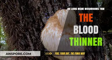 Lions Mane Mushrooms and Blood Thinning: Separating Fact from Fiction