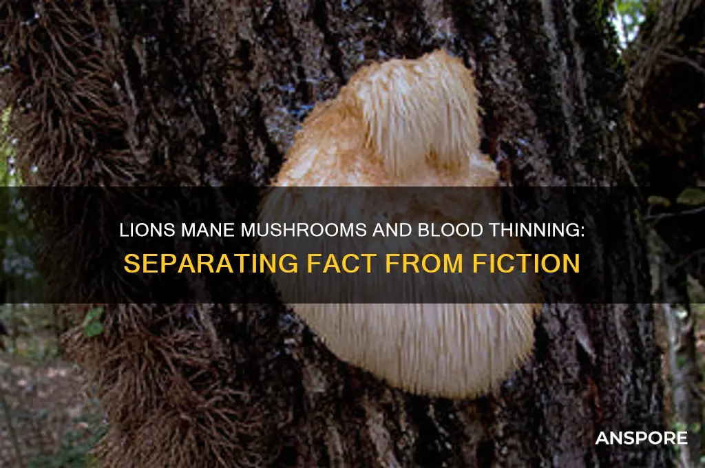 do lions mane mushrooms thin the blood thinner