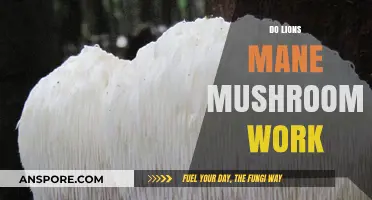 Lions Mane Mushrooms: Do They Work?