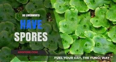Do Liverworts Have Spores? Unveiling Their Unique Reproductive Secrets