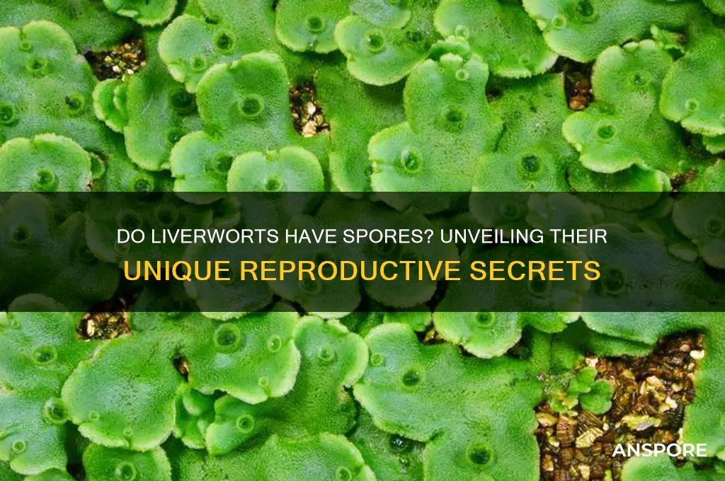 do liverworts have spores