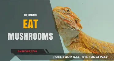 Do Lizards Eat Mushrooms? Exploring Their Diet and Fungal Habits