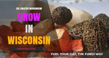 Do Lobster Mushrooms Thrive in Wisconsin's Forests? A Forager's Guide