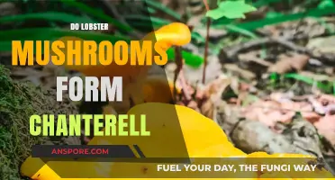 How Chanterelles Transform into Lobster Mushrooms