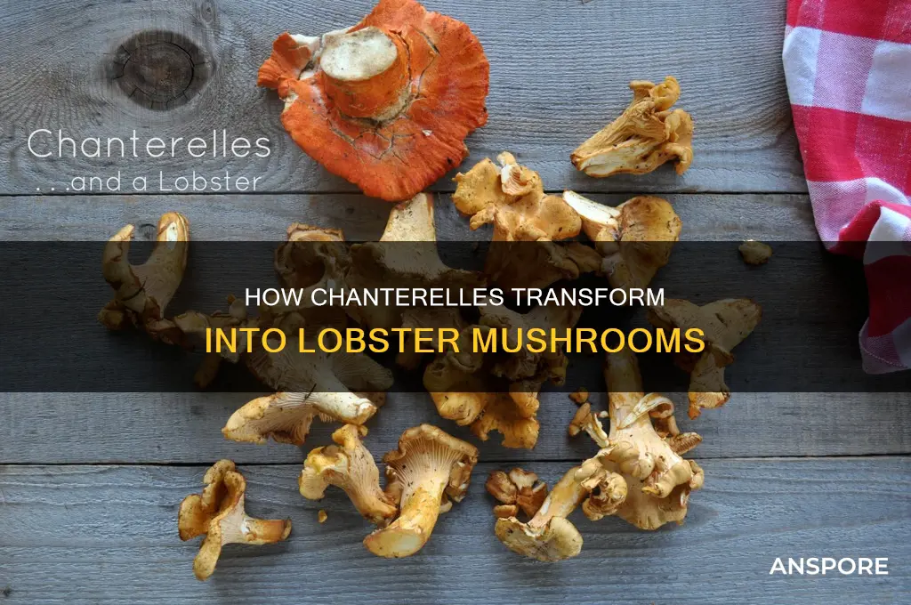 do lobster mushrooms form chanterell