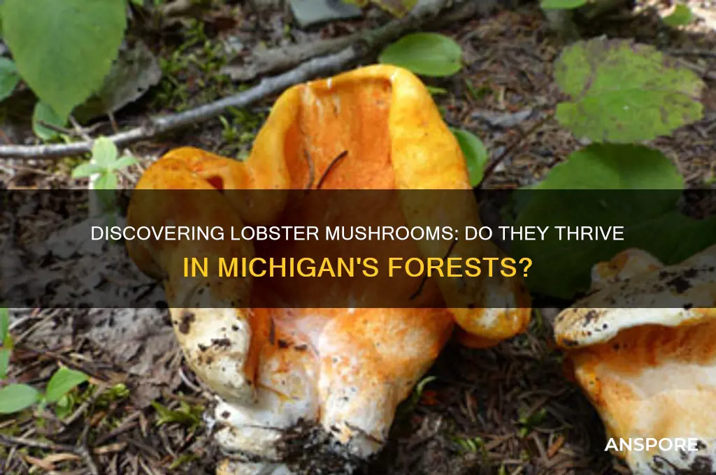 do lobster mushrooms grow in michigan