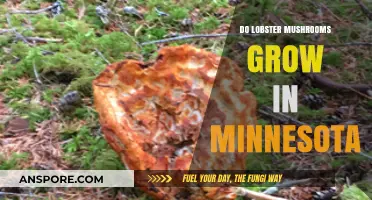 Do Lobster Mushrooms Thrive in Minnesota's Forests? A Guide