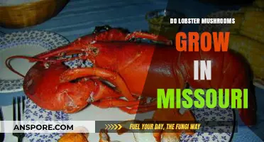 Discovering Lobster Mushrooms: Do They Thrive in Missouri's Forests?