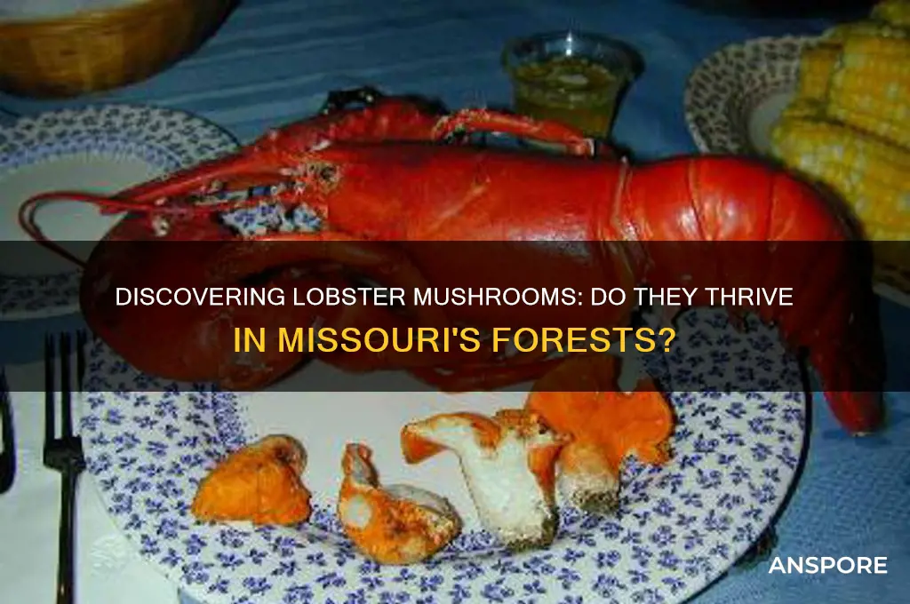 do lobster mushrooms grow in missouri