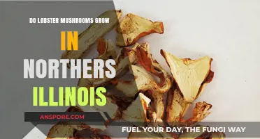 Do Lobster Mushrooms Thrive in Northern Illinois Forests?