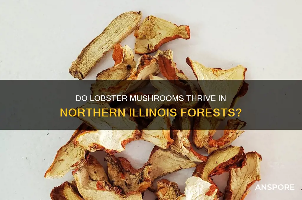do lobster mushrooms grow in northers illinois