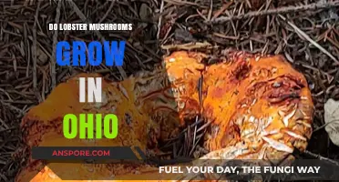 Discovering Lobster Mushrooms: Can You Find Them in Ohio?