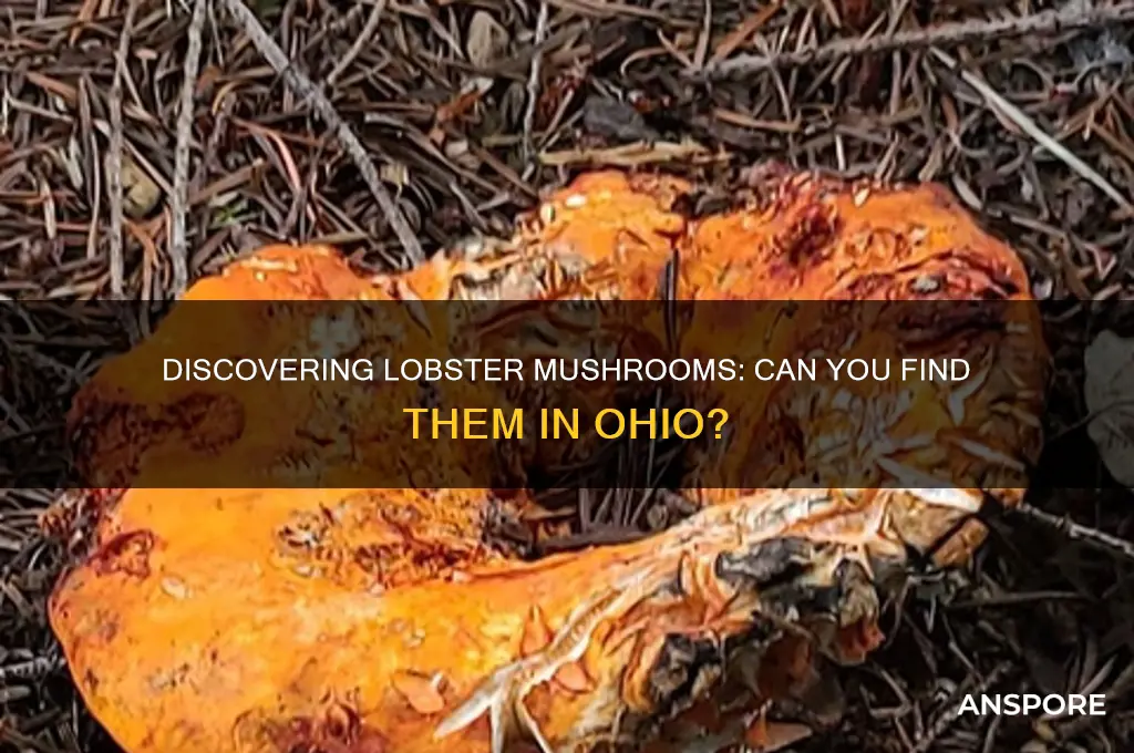 do lobster mushrooms grow in ohio
