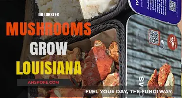 Can You Find Lobster Mushrooms Growing in Louisiana's Forests?
