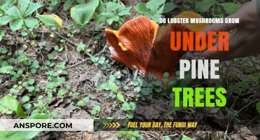 Do Lobster Mushrooms Thrive Under Pine Trees? Exploring Their Habitat