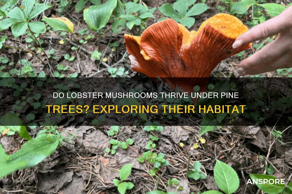 do lobster mushrooms grow under pine trees