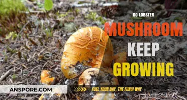 Do Lobster Mushrooms Keep Growing? Unveiling Their Unique Life Cycle