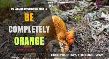 Are Lobster Mushrooms Fully Orange? Uncovering the Truth About Their Color