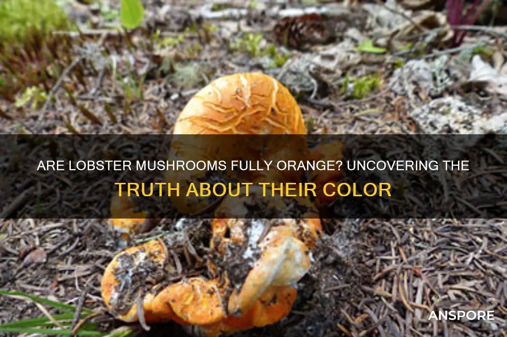 do lobster mushrooms need to be completely orange