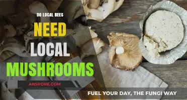 Local Bees and Mushrooms: Unveiling Their Symbiotic Relationship