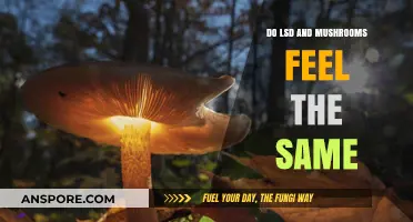LSD vs. Mushrooms: Comparing the Psychedelic Experiences and Effects